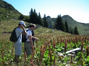 33 passaggio alla Baita Arletto (1860 m.), circondata da erba romice...